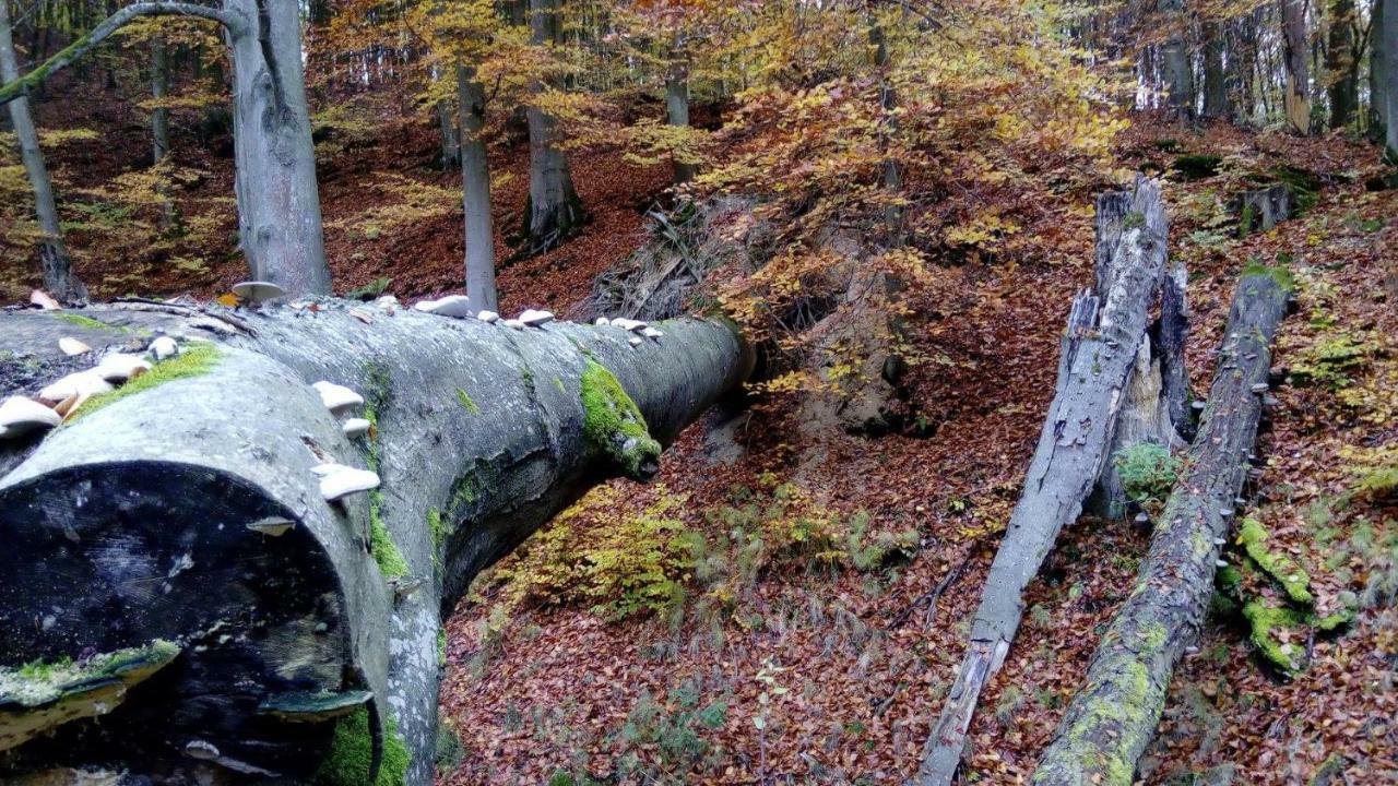 Czechyn Bobrowa Przystan 빌라 외부 사진